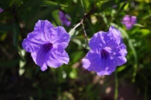 Whispers in Purple